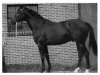stallion Herbststurm (Trakehner, 1962, from Komet)