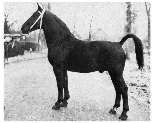 stallion Löwe (Oldenburg, 1959, from Leander)
