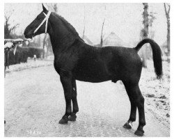 stallion Löwe (Oldenburg, 1959, from Leander)