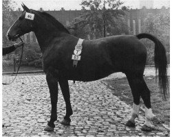 broodmare Feldgold (Oldenburg, 1950, from Elmer 3690)