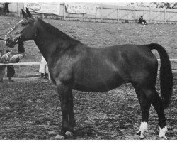 broodmare Egbensa (Oldenburg, 1949, from Adler)