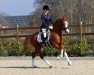 stallion Pinocchio S.w. (German Riding Pony, 2012, from Principal Boy)