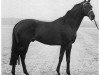 stallion Vierzehnender xx (Thoroughbred, 1956, from Neckar xx)
