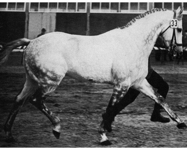 stallion More Magic xx (Thoroughbred, 1957, from Vilmorin xx)