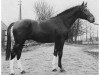 stallion Admiral I (Hanoverian, 1970, from Absatz)