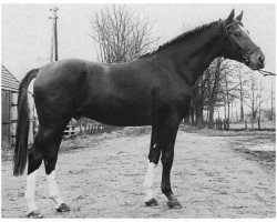 stallion Admiral I (Hanoverian, 1970, from Absatz)