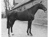 stallion Ultimo xx (Thoroughbred, 1961, from Obermaat xx)