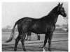 stallion Ramm (Oldenburg, 1965, from Ramzes AA)