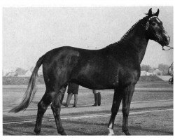 stallion Ramm (Oldenburg, 1965, from Ramzes AA)