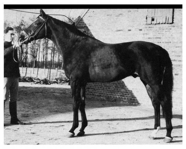stallion Orson xx (Thoroughbred, 1963, from Fidalgo xx)