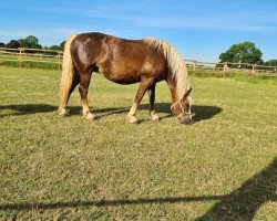 broodmare Enya (Black Forest Horse, 2012, from Milan)