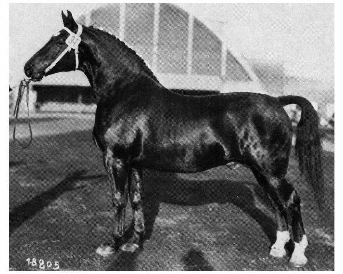 stallion Landgraf (Oldenburg, 1957, from Lothar)