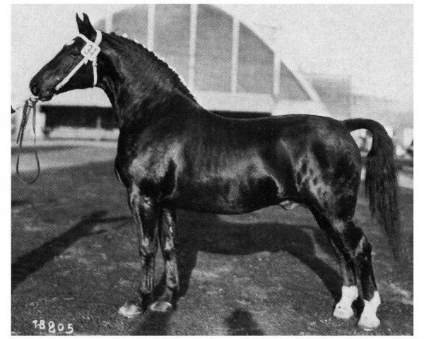 stallion Landgraf (Oldenburg, 1957, from Lothar)