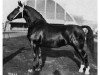 stallion Landgraf (Oldenburg, 1957, from Lothar)