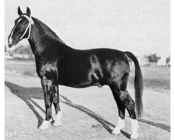 stallion Orient (Oldenburg, 1953, from Ordensritter)