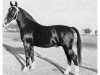 stallion Orient (Oldenburg, 1953, from Ordensritter)