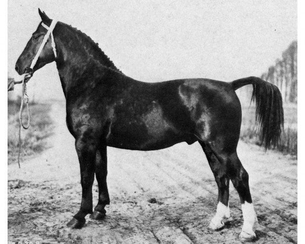 stallion Orator (Oldenburg, 1959, from Orlow)