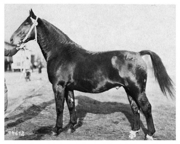 horse Lorenz 4096 (Oldenburg, 1952, from Ludo 4004)