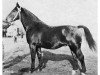 stallion Lorenz 4096 (Oldenburg, 1952, from Ludo 4004)