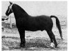 stallion Leander (Oldenburg, 1954, from Lord)