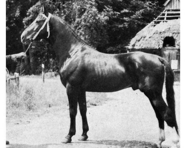 stallion Forstwirt (Oldenburg, 1964, from Fredo)