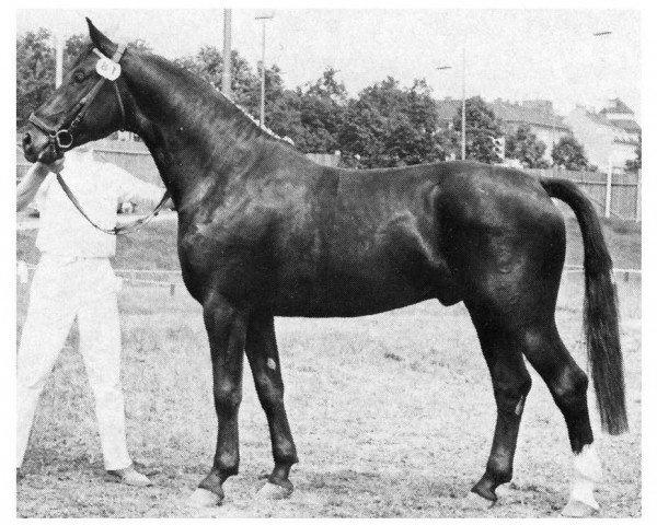 stallion Foerster (Oldenburg, 1964, from Fredo)