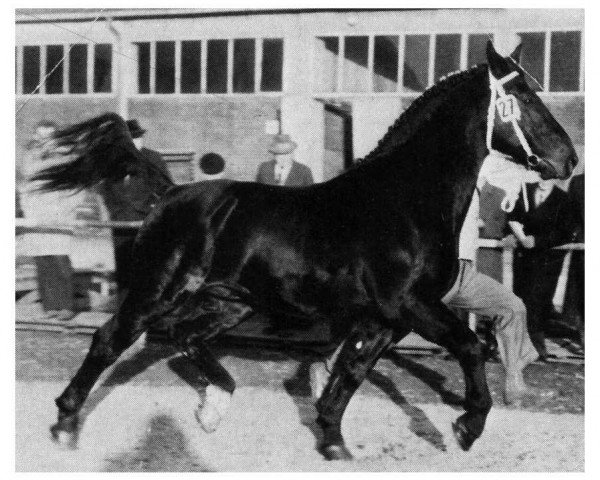 stallion Cyrus (Oldenburg, 1955, from Caesar)