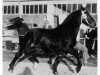 stallion Cyrus (Oldenburg, 1955, from Caesar)