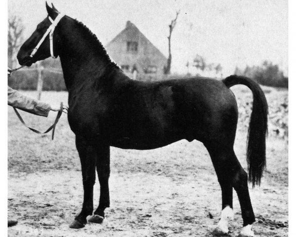 stallion Cromwell (Oldenburg, 1961, from Chronist)