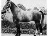 stallion Clas (Oldenburg, 1964, from Chronos)