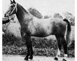 stallion Clas (Oldenburg, 1964, from Chronos)