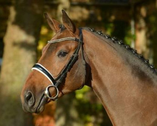 stallion Legacy (Hanoverian, 2014, from Lord Pezi Junior)