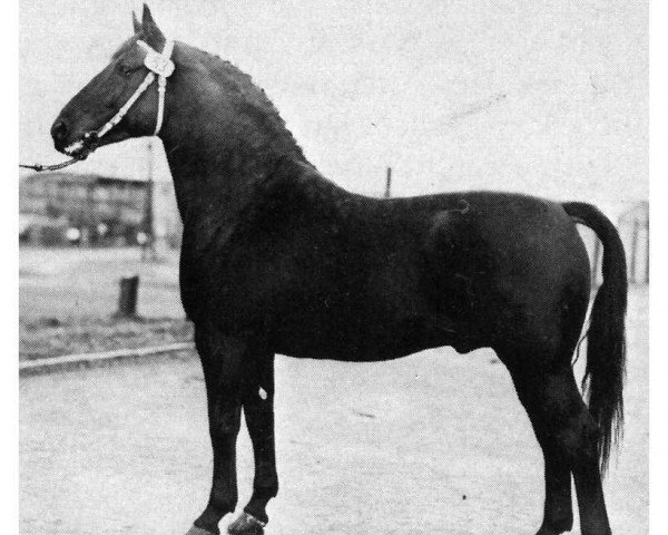 stallion Caesar (Oldenburg, 1951, from Condor AN)