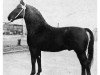 stallion Caesar (Oldenburg, 1951, from Condor AN)