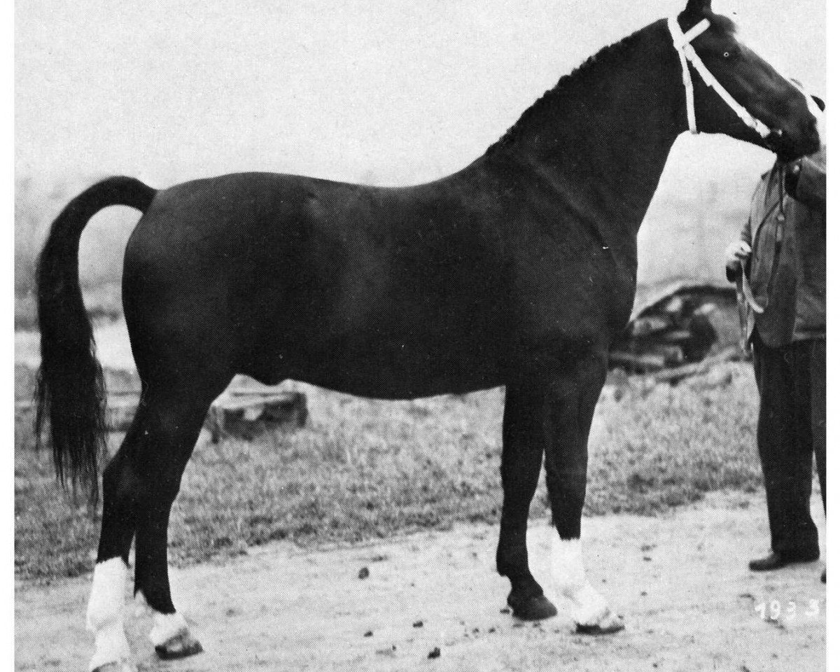 stallion Chamant (Oldenburg, 1961, from Chronist)