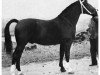 stallion Chamant (Oldenburg, 1961, from Chronist)