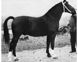 stallion Chamant (Oldenburg, 1961, from Chronist)