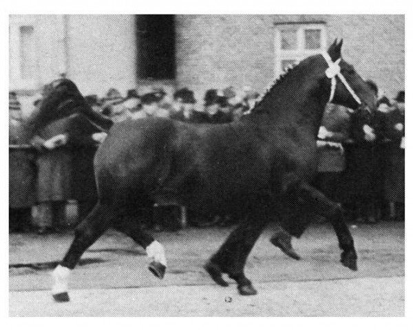 stallion Lord (Oldenburg, 1946, from Lutz 3748)
