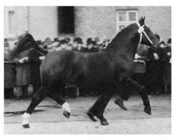 stallion Lord (Oldenburg, 1946, from Lutz 3748)