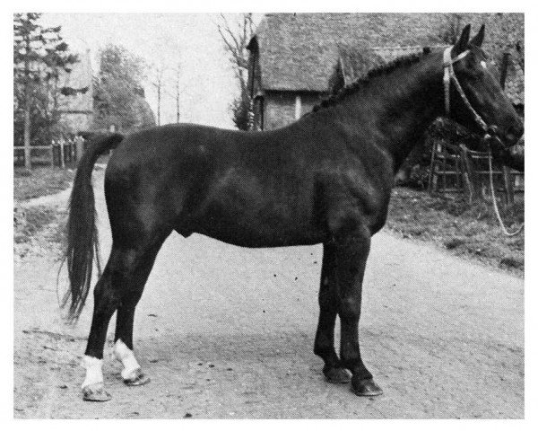 horse Ludo 4004 (Oldenburg, 1947, from Lutz 3748)