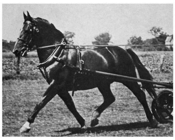 stallion Lutz 3748 (Oldenburg, 1941, from Ludwart 3631)