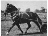 stallion Lutz 3748 (Oldenburg, 1941, from Ludwart 3631)