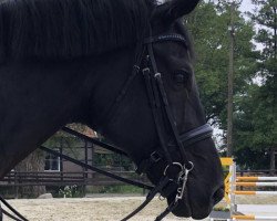 dressage horse Fontainebleau 26 (Hannoveraner, 2010, from Fürstenball)