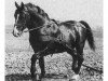 stallion Fürst 3688 (Oldenburg, 1940, from Gograf 3590)