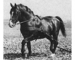 stallion Fürst 3688 (Oldenburg, 1940, from Gograf 3590)