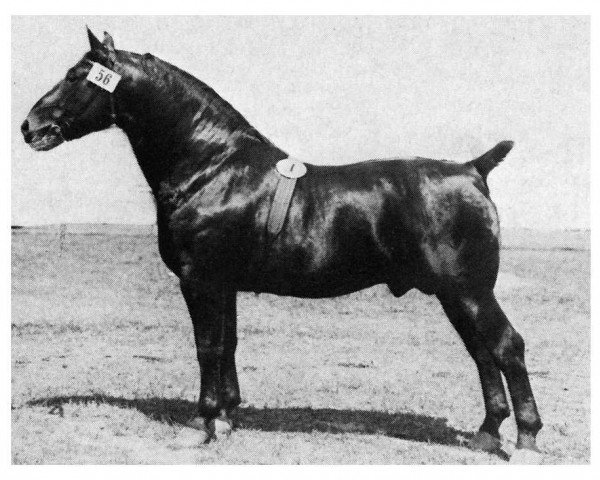 horse Gograf 3590 (Oldenburg, 1935, from Gernold 3458)