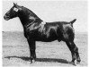 stallion Gograf 3590 (Oldenburg, 1935, from Gernold 3458)