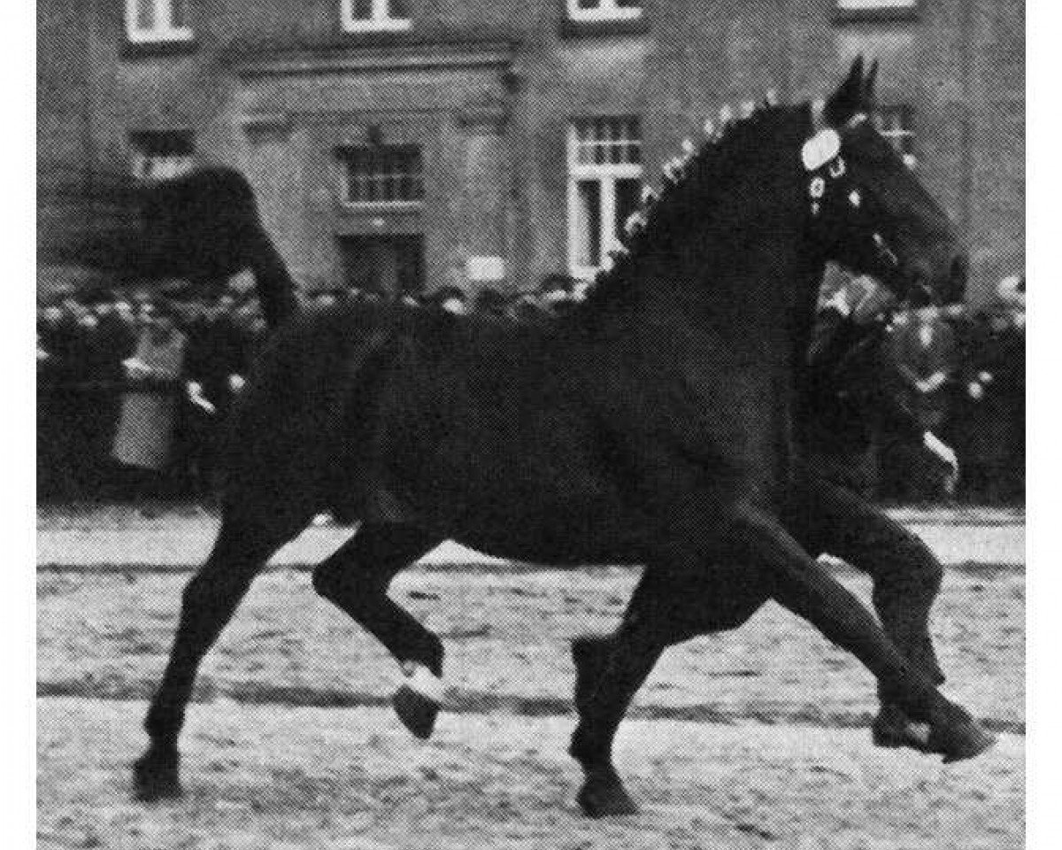 Deckhengst Goldberg (Oldenburger, 1947, von Goldengel 3561)