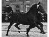 stallion Goldberg (Oldenburg, 1947, from Goldengel 3561)