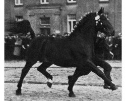 stallion Goldberg (Oldenburg, 1947, from Goldengel 3561)